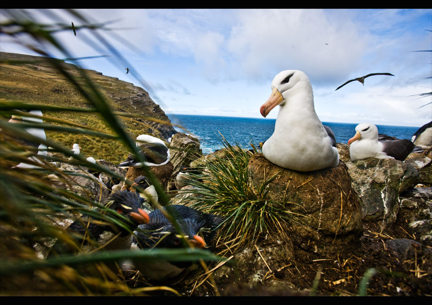 Albatross Falklandsöarna