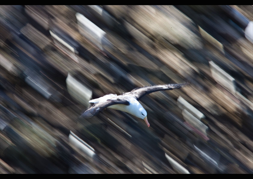 Albatross Falklandsöarna