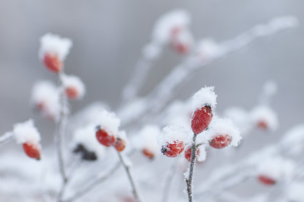 Nypon i frost och snö.